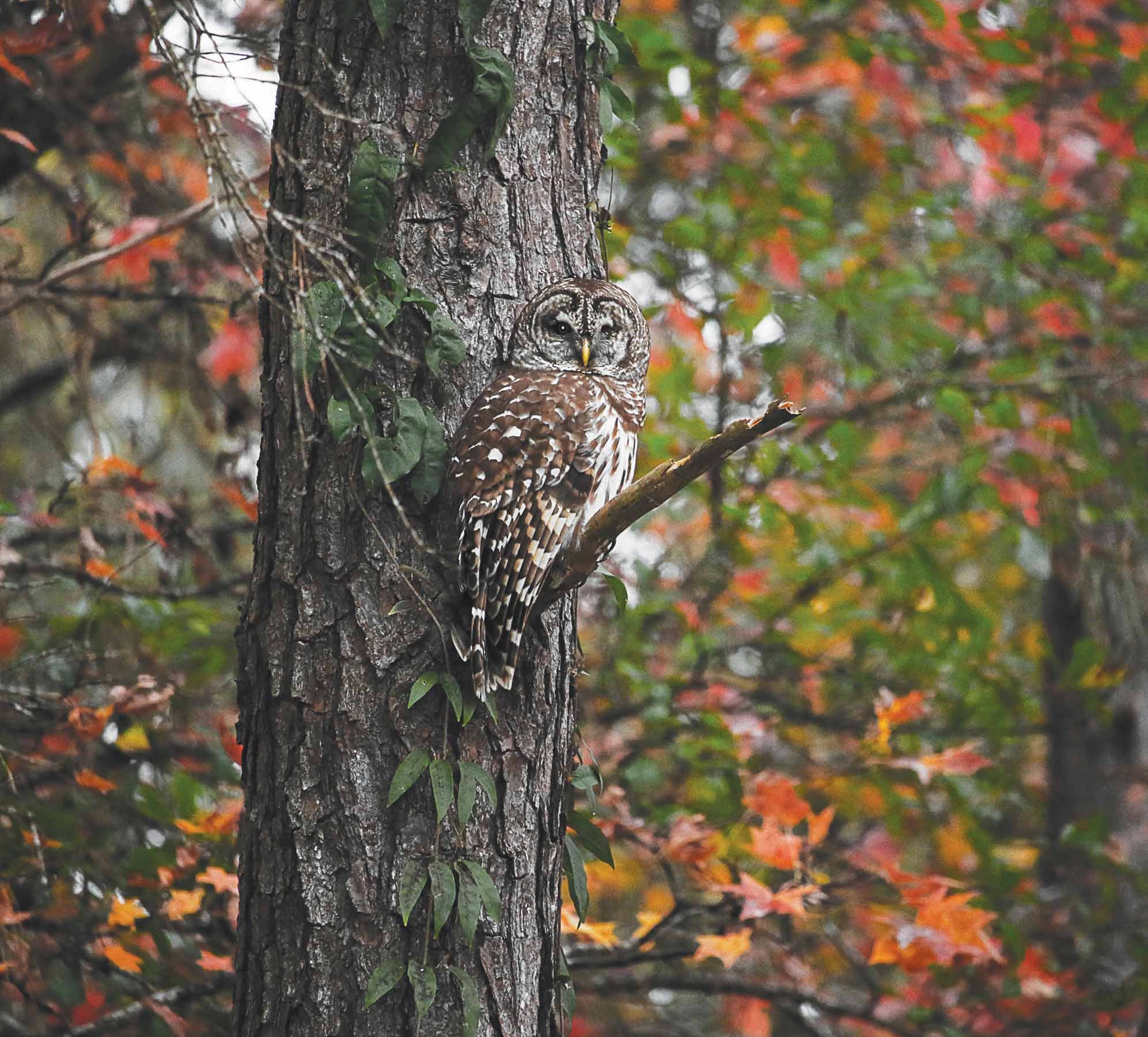 Noticing the many aspects of nature - Winchester Sun | Winchester Sun