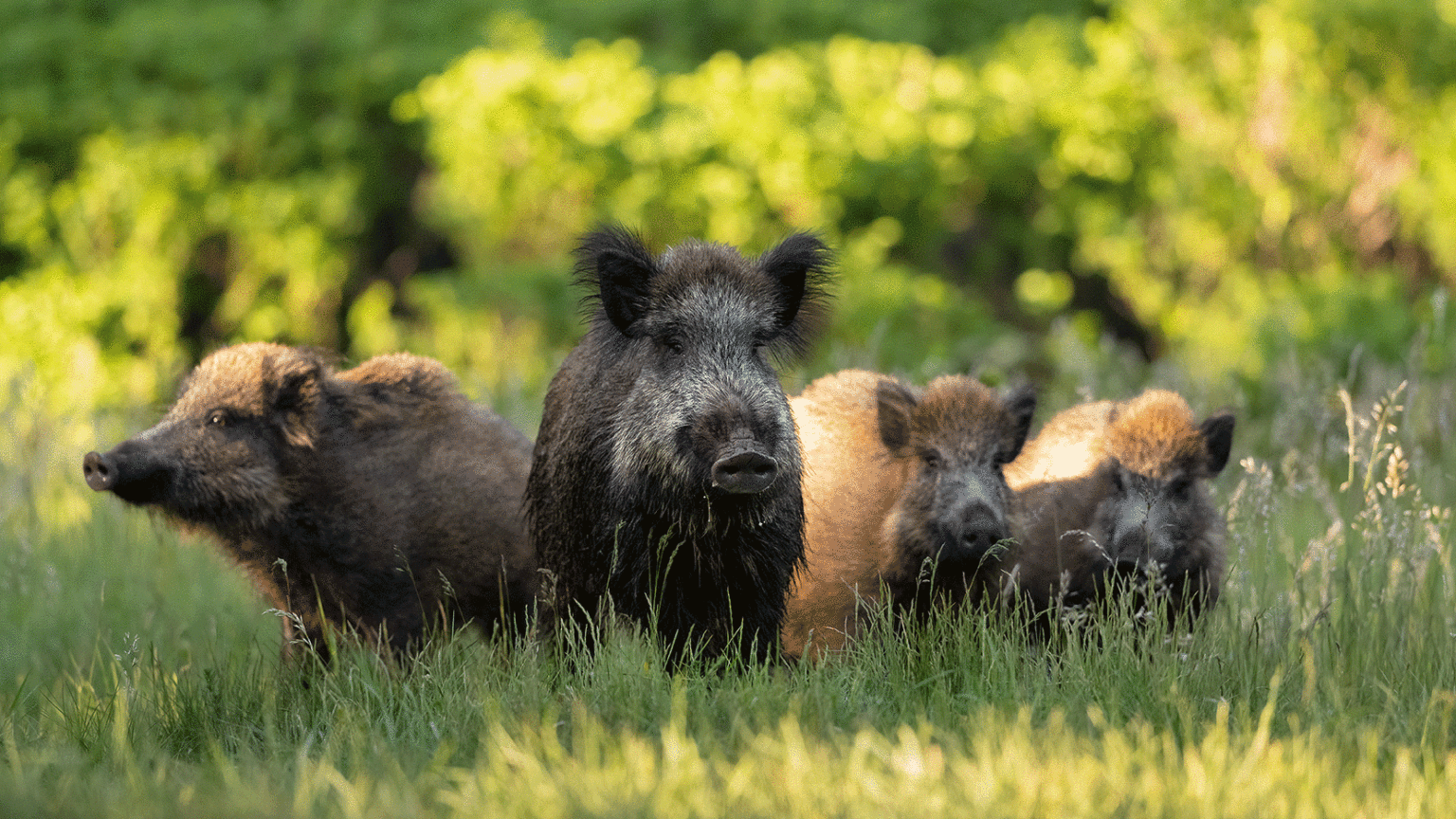 Kentucky finalizing ban on hunting feral swine in hopes of slowing ...